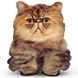 Реалистичная игрушка-подушка Персидский котенок PT3D-07 фото 1